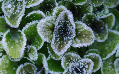 Voorbereiding op de winter: belangrijke tips voor je tuin